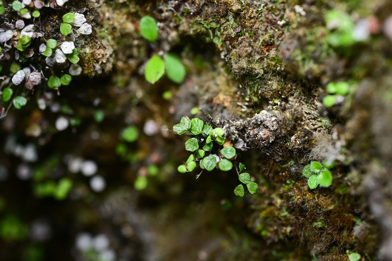 Adiantum mariesii photo 6