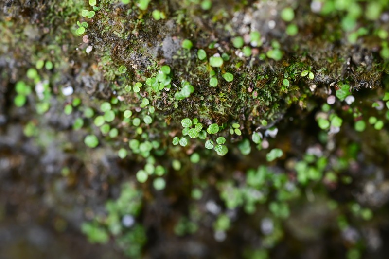 Adiantum mariesii photo 7