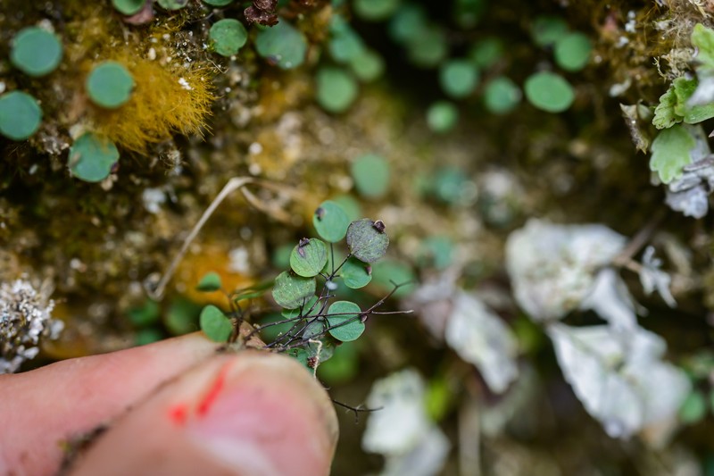 Adiantum mariesii photo 8