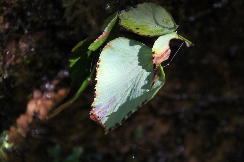 Adiantum mariposatum