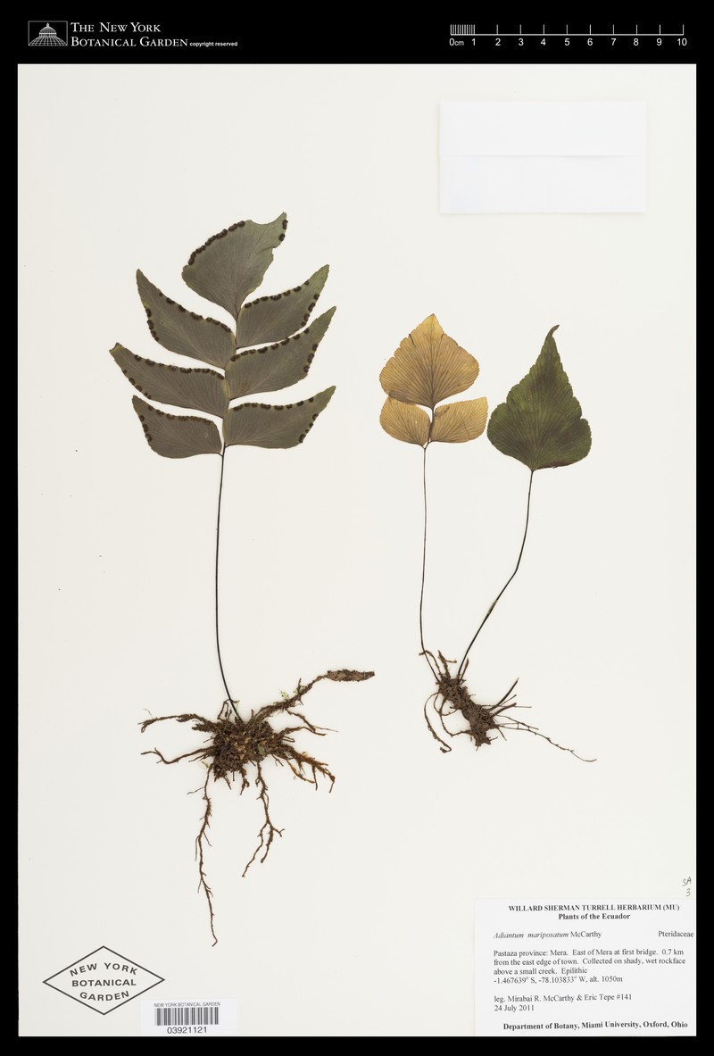 Adiantum mariposatum photo 2