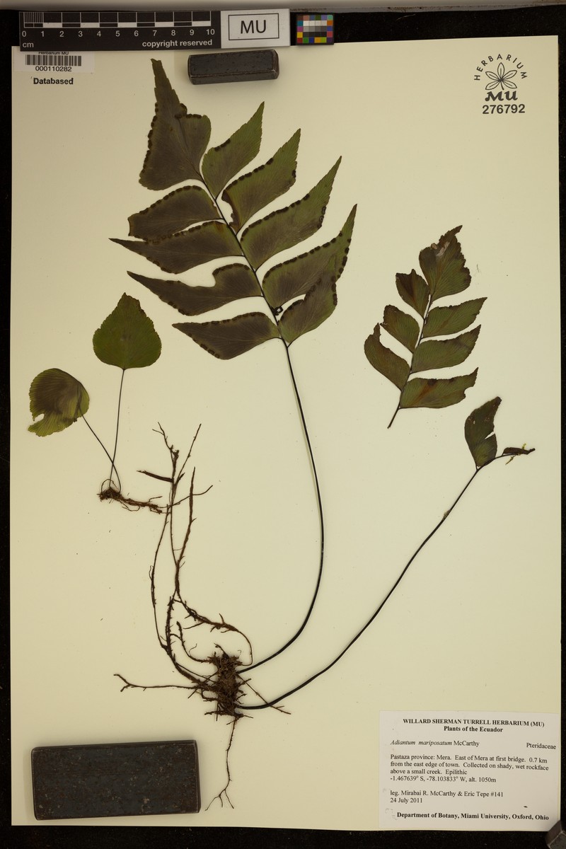 Adiantum mariposatum photo 3