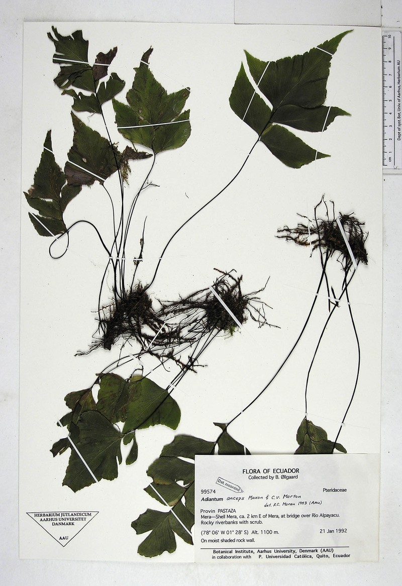 Adiantum mariposatum photo 4