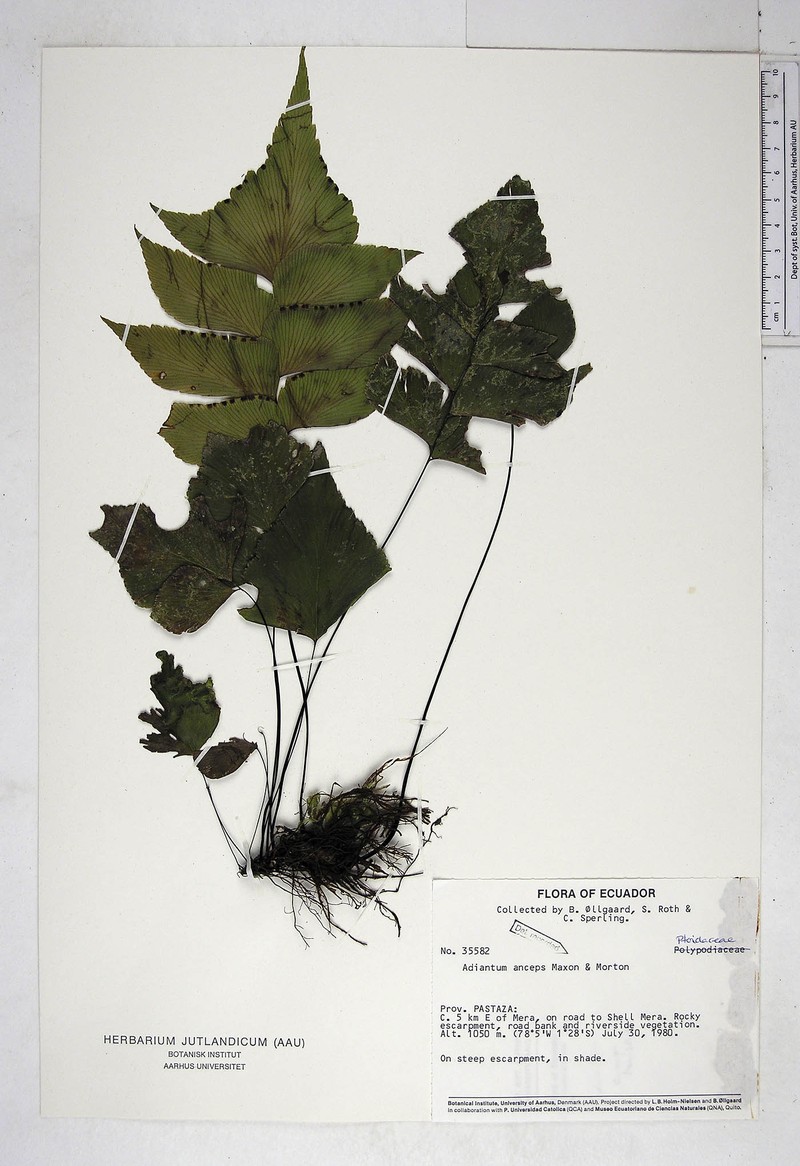 Adiantum mariposatum photo 5