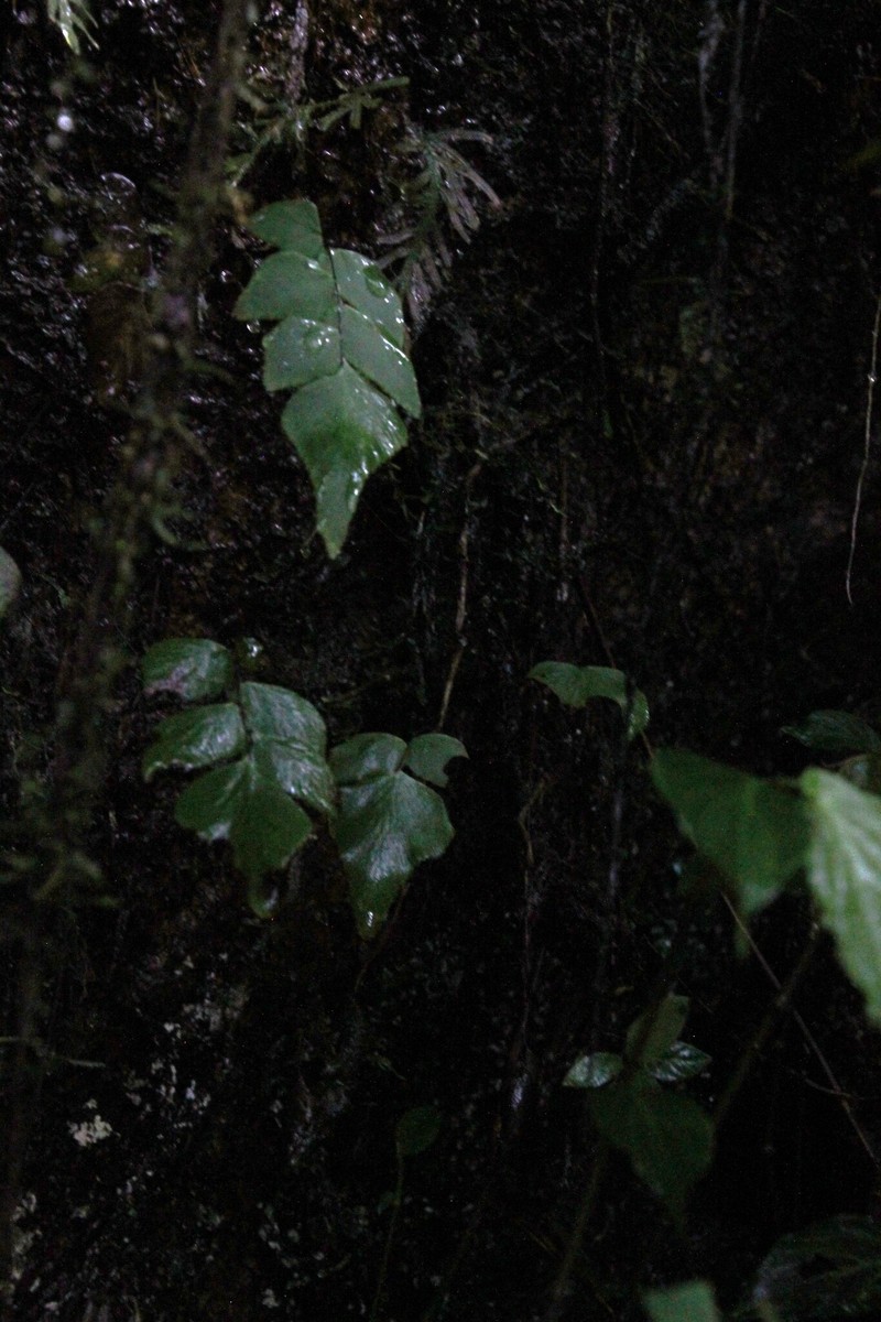 Adiantum mariposatum photo 6