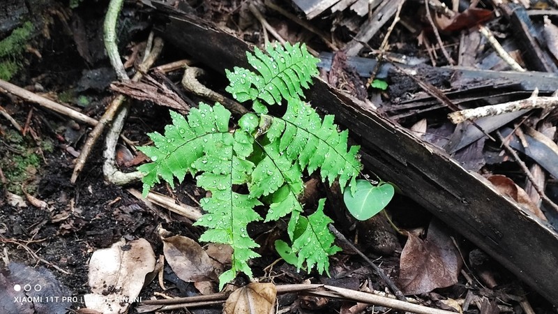 Adiantum mathewsianum