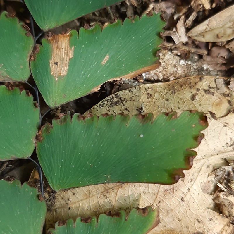 Adiantum mathewsianum photo 2