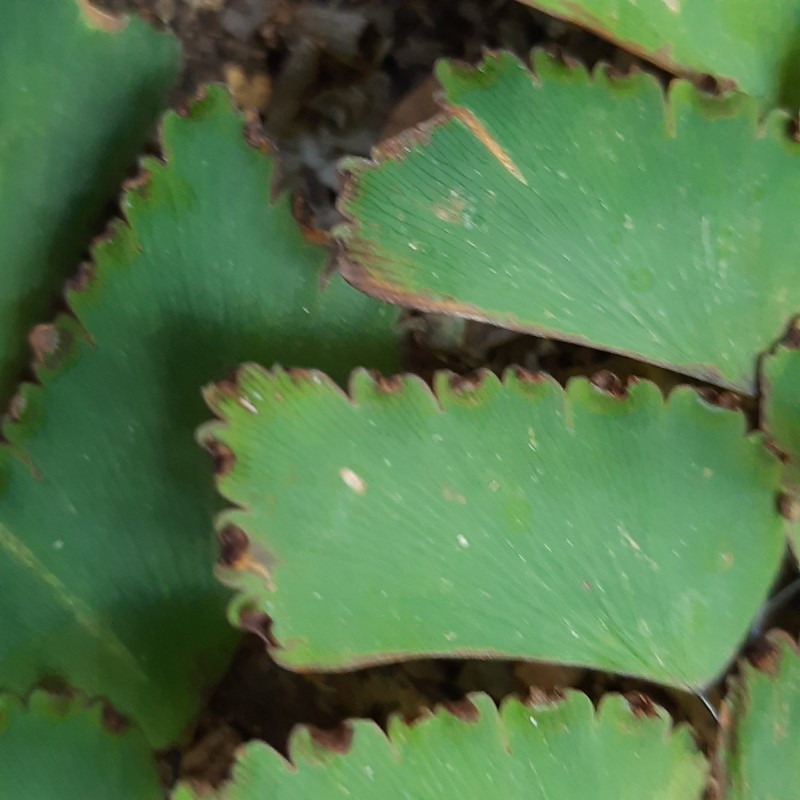 Adiantum mathewsianum photo 4