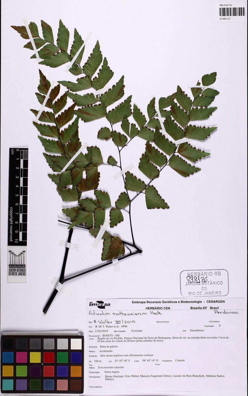Adiantum mathewsianum photo 5