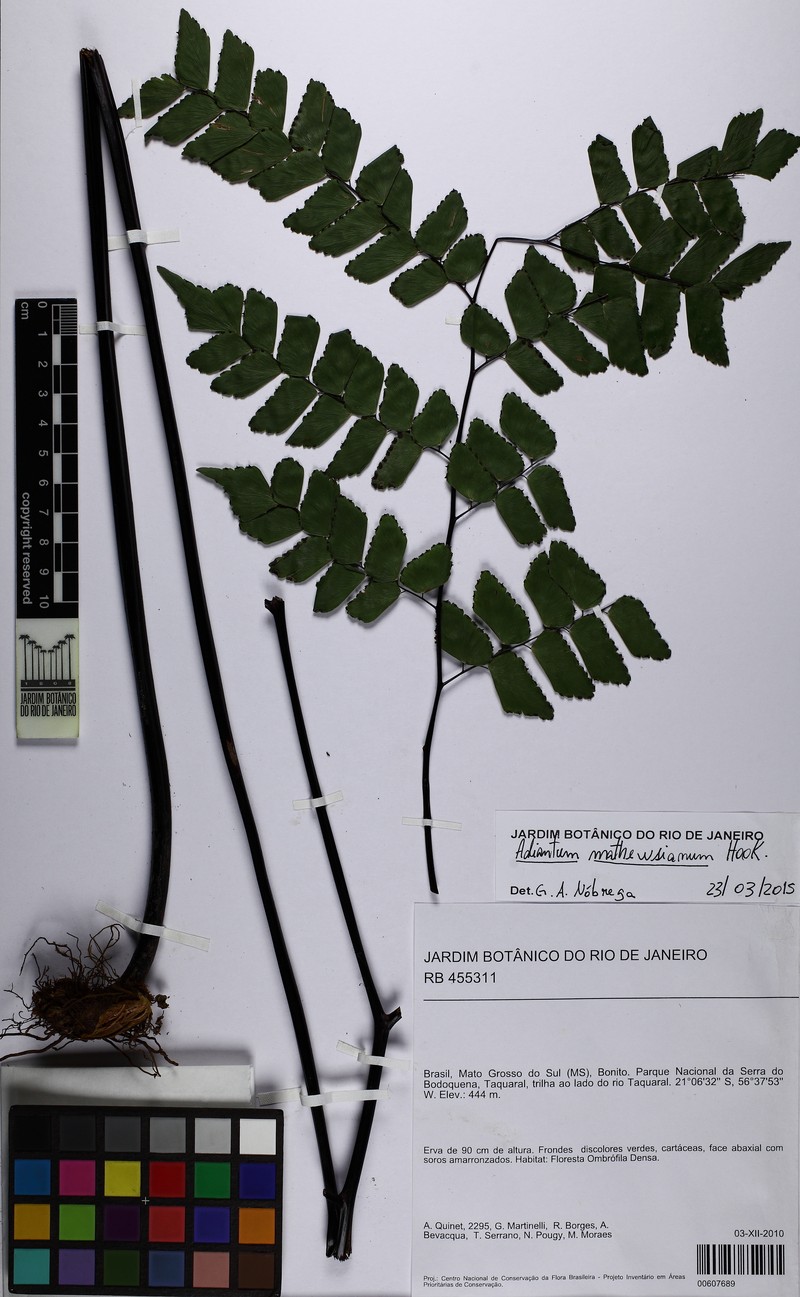 Adiantum mathewsianum photo 6