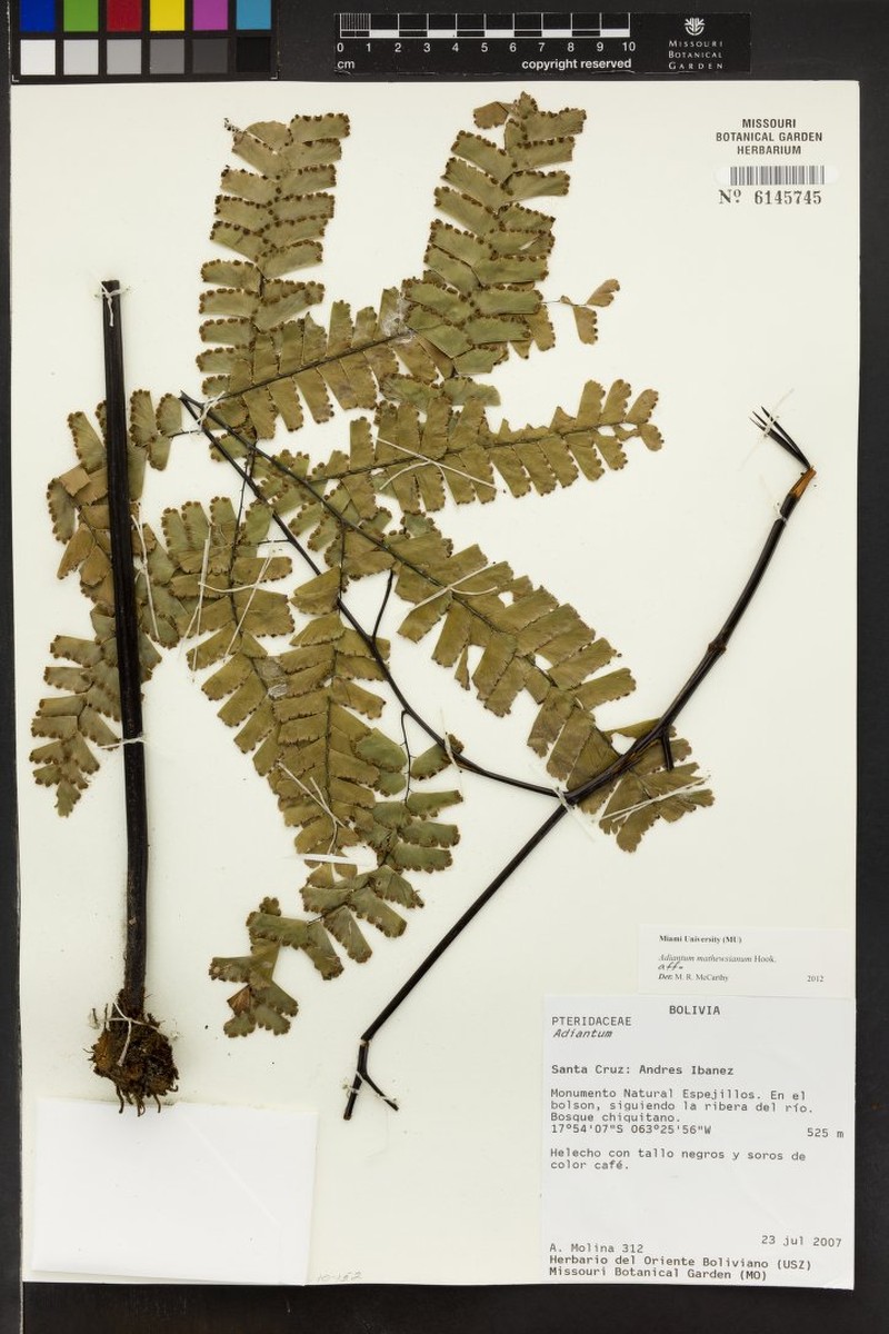 Adiantum mathewsianum photo 7