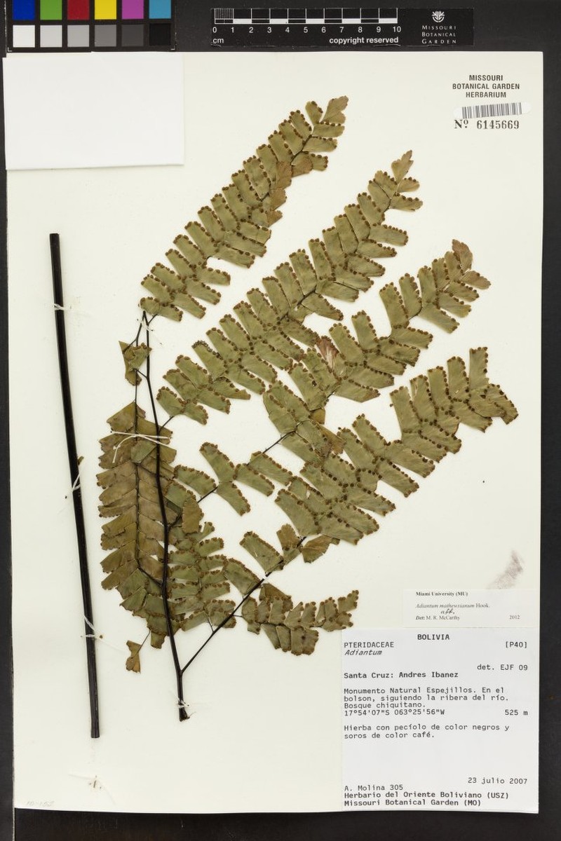 Adiantum mathewsianum photo 8