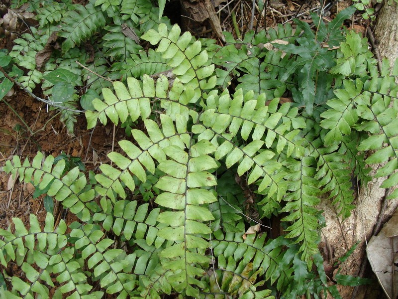 Adiantum mcvaughii photo 2