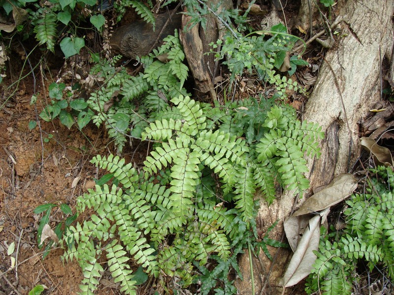 Adiantum mcvaughii photo 3