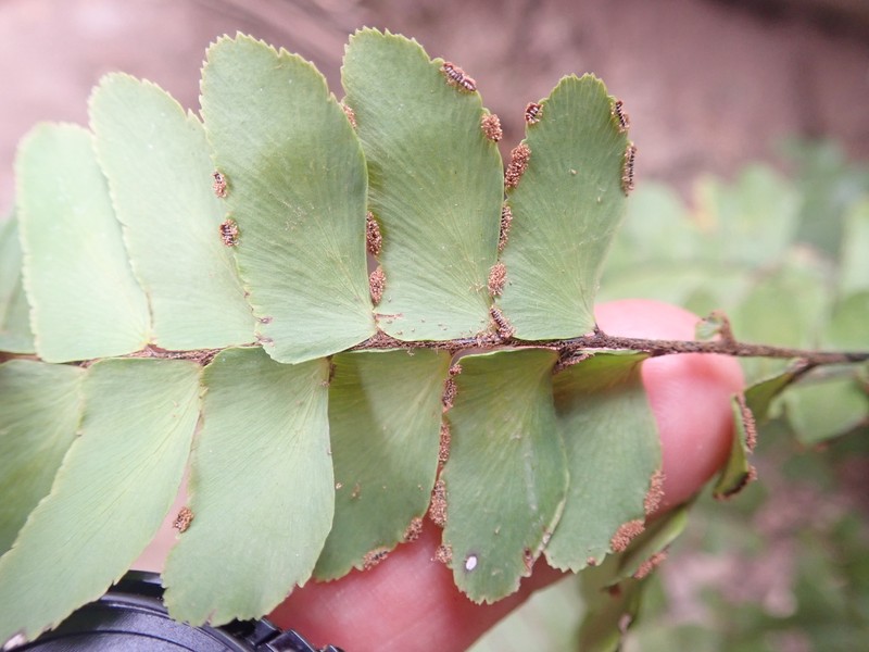 Adiantum mcvaughii photo 4