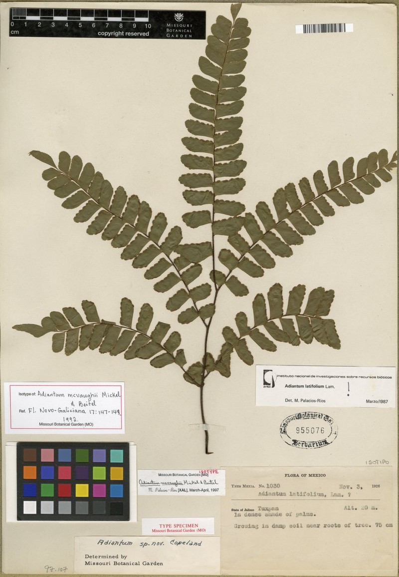 Adiantum mcvaughii photo 6