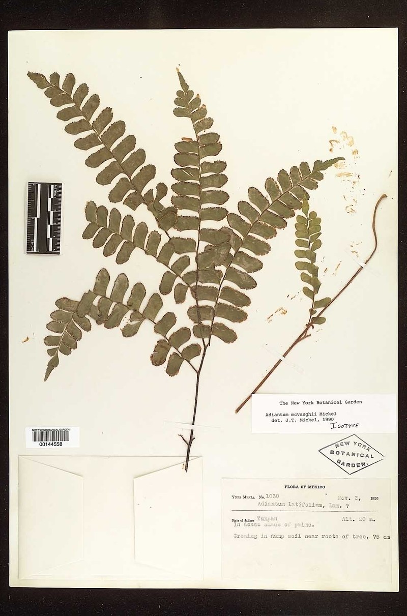 Adiantum mcvaughii photo 7