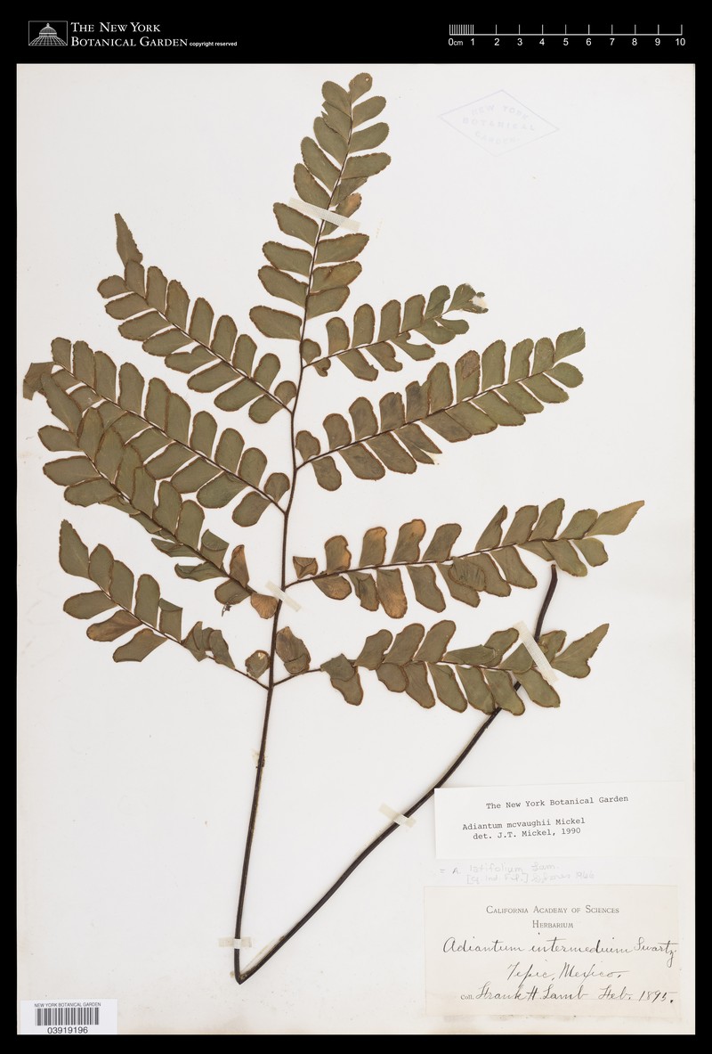 Adiantum mcvaughii photo 8