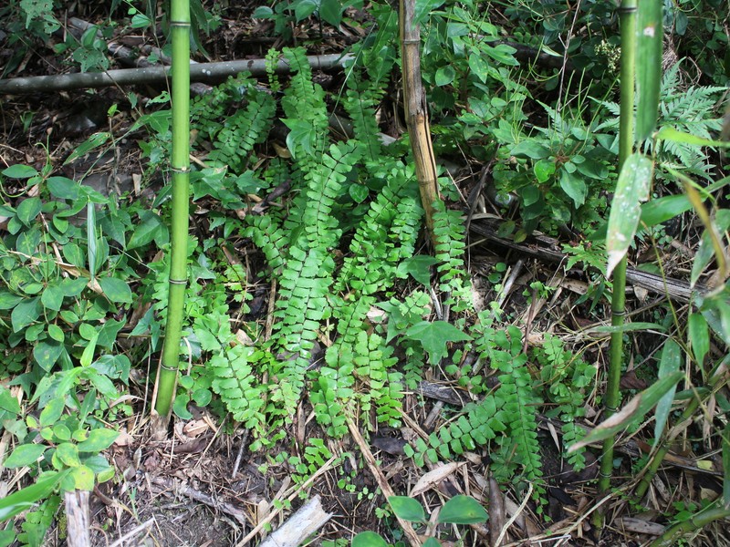 Adiantum meishanianum