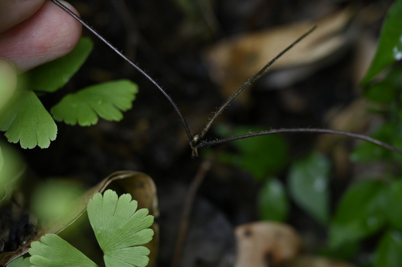 Adiantum meishanianum photo 2