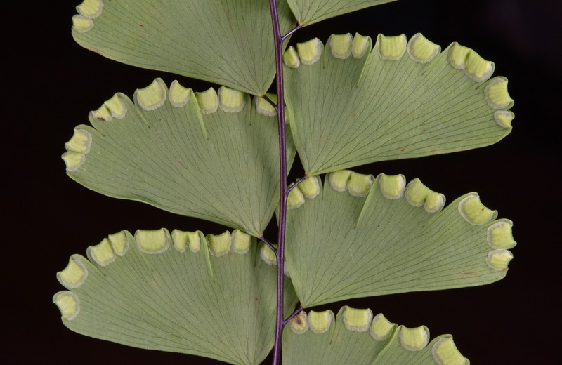 Adiantum meishanianum photo 3