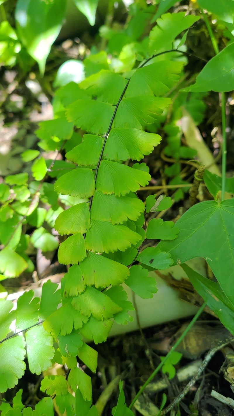 Adiantum meishanianum photo 4