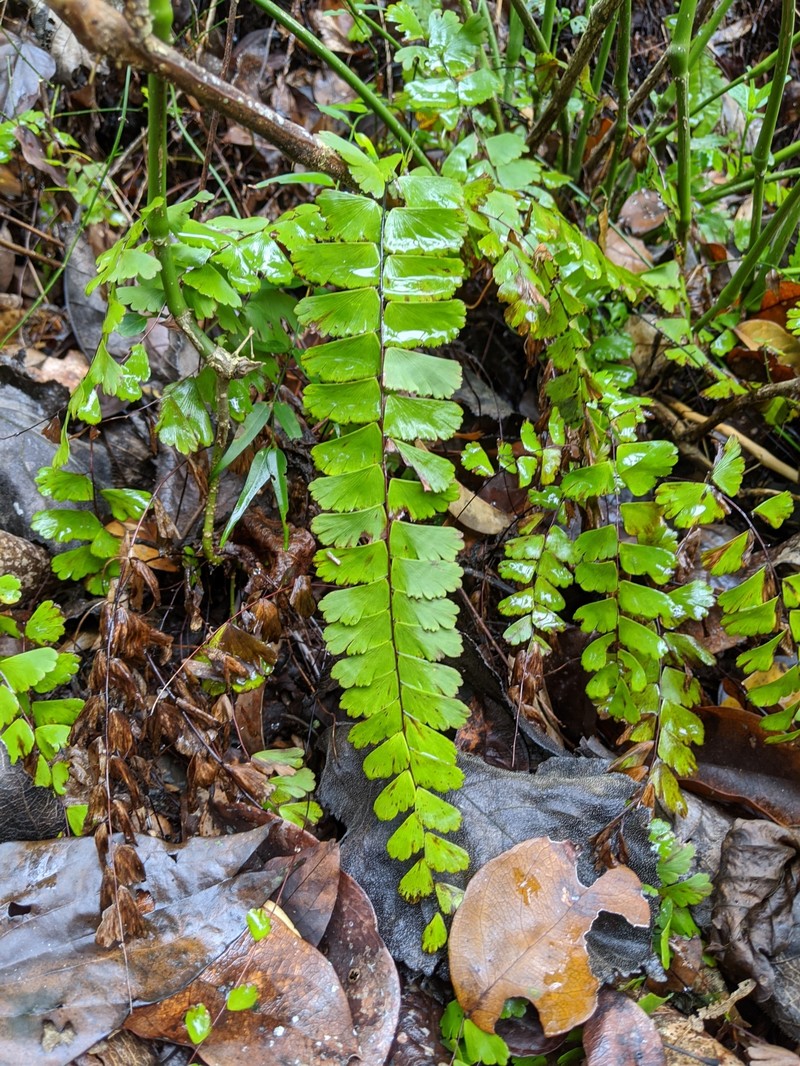 Adiantum meishanianum photo 5