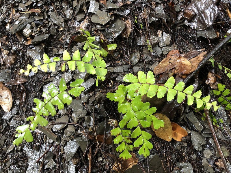 Adiantum meishanianum photo 6
