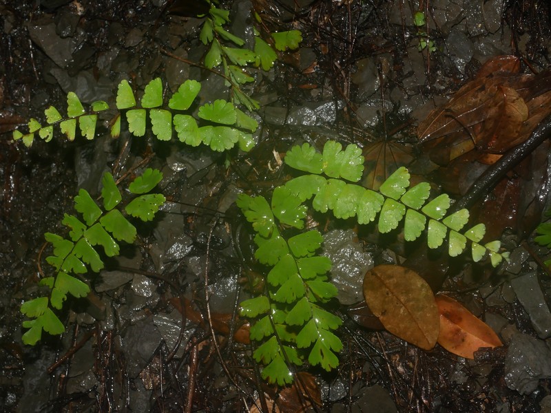 Adiantum meishanianum photo 7