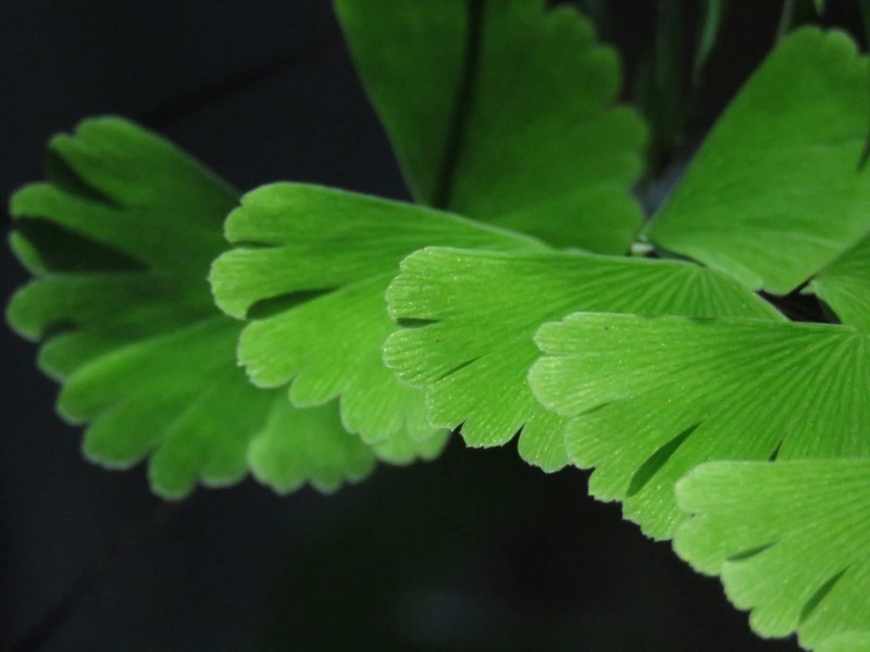 Adiantum meishanianum photo 8