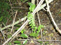 Fragrant Maidenhair