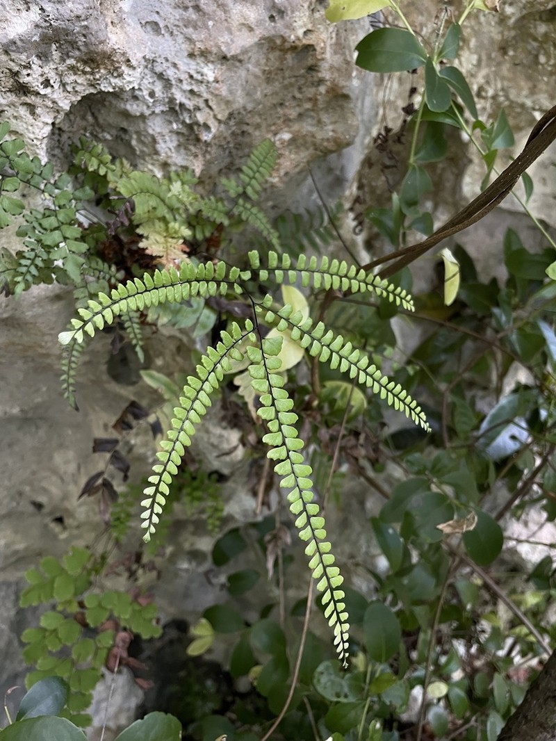 Fragrant Maidenhair photo 2