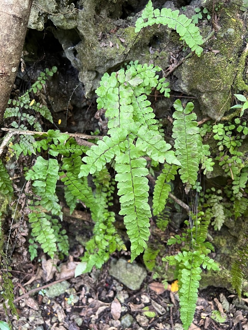 Fragrant Maidenhair photo 3