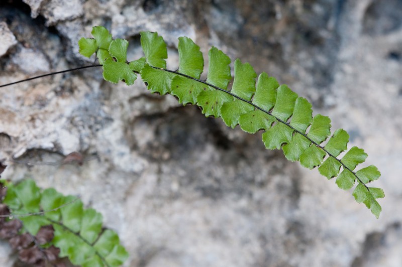 Fragrant Maidenhair photo 4