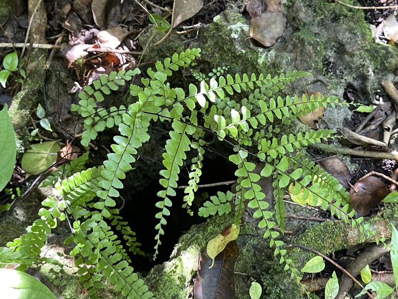 Fragrant Maidenhair photo 5