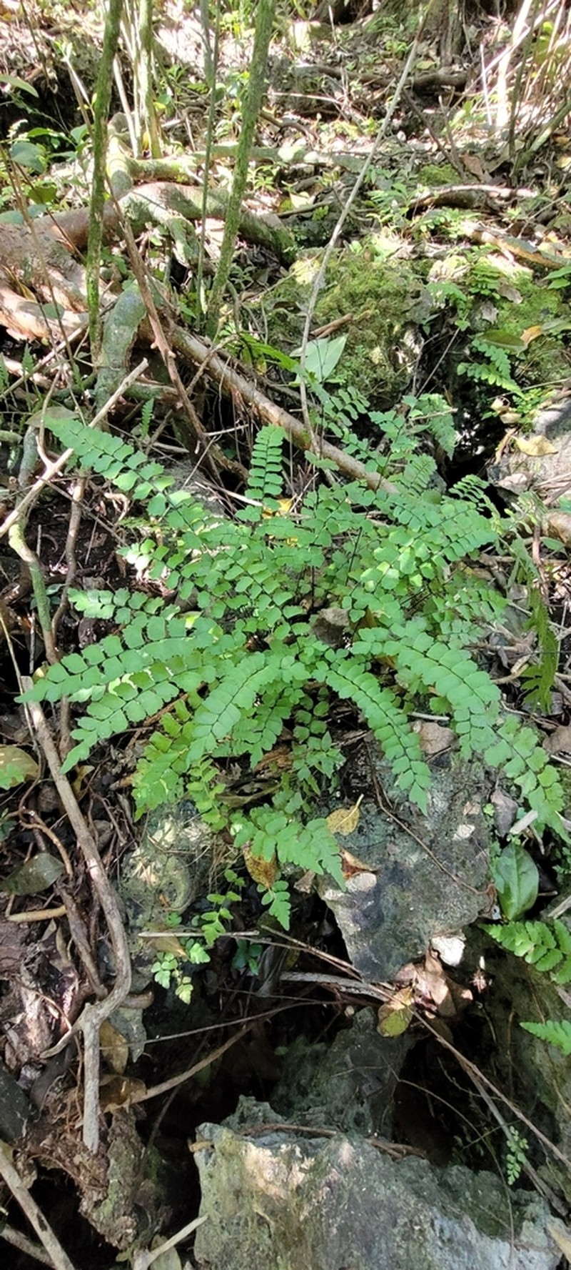 Fragrant Maidenhair photo 6