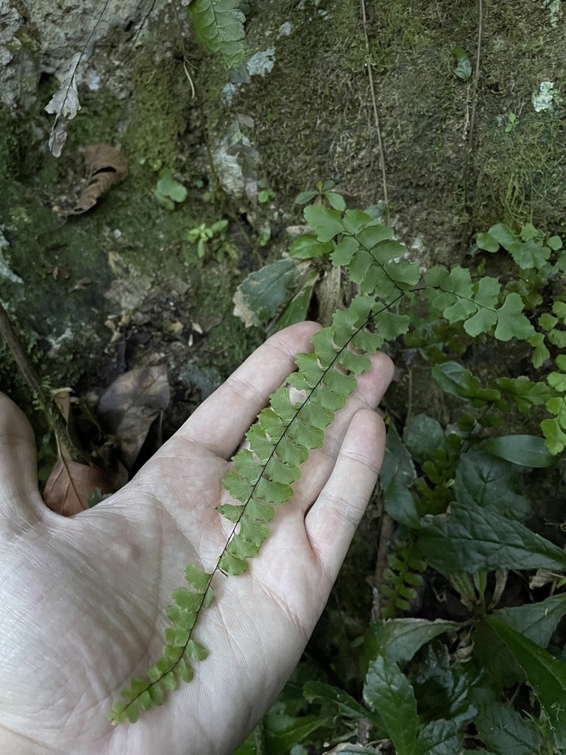 Fragrant Maidenhair photo 7