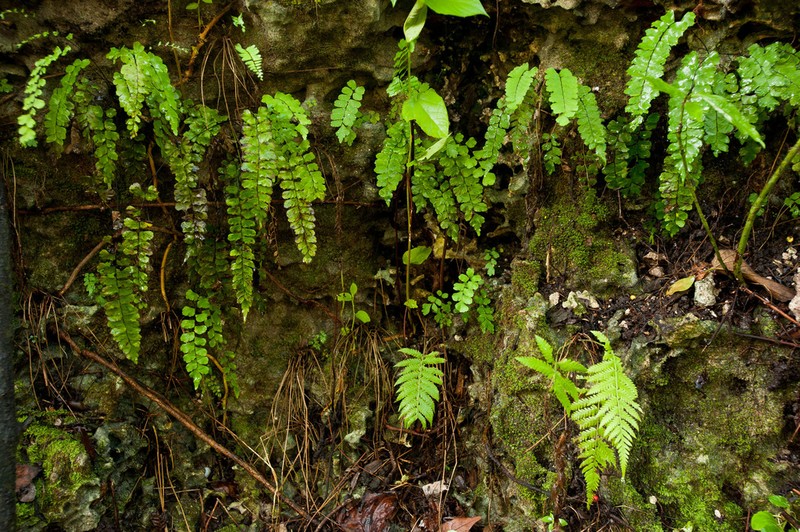 Fragrant Maidenhair photo 8