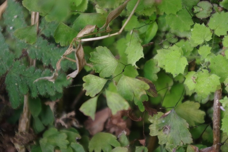 Adiantum membranifolium