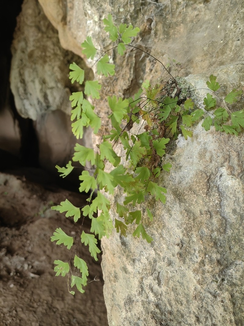 Adiantum membranifolium photo 3