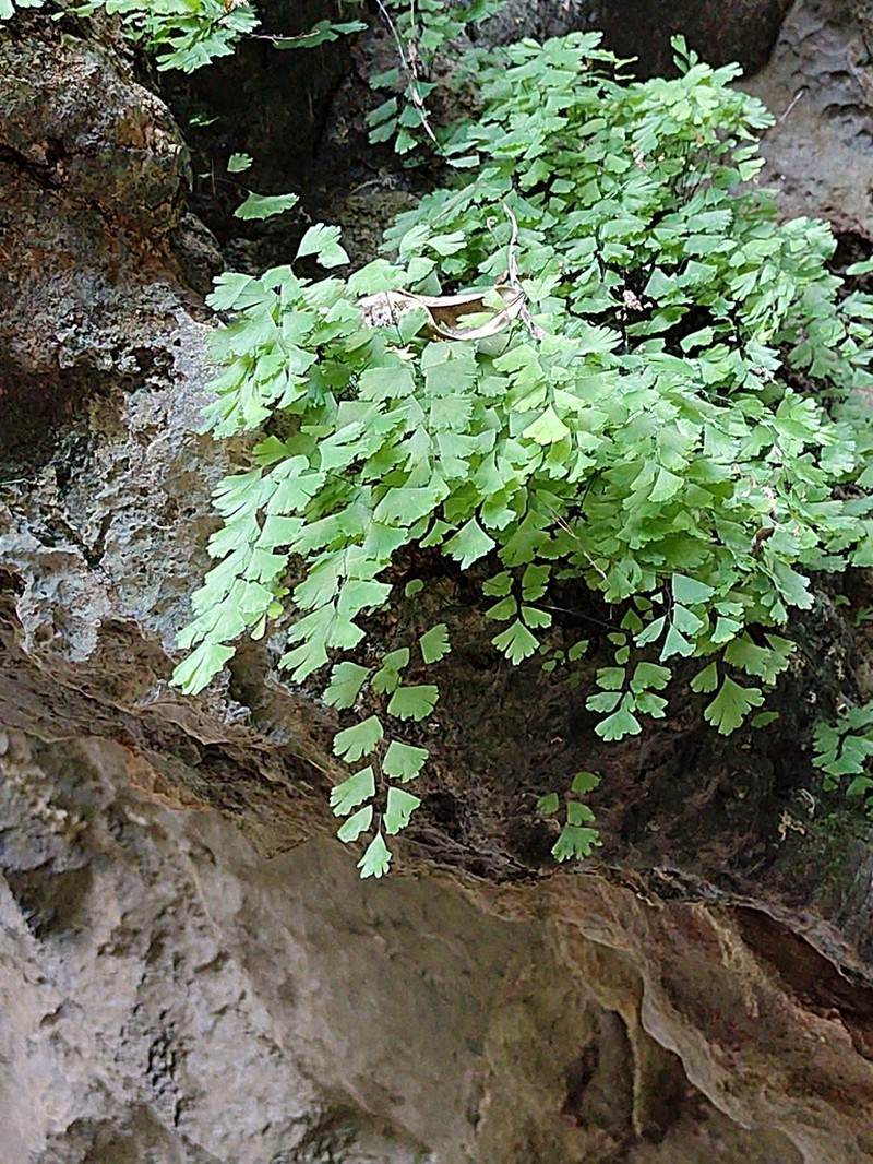 Adiantum membranifolium photo 4