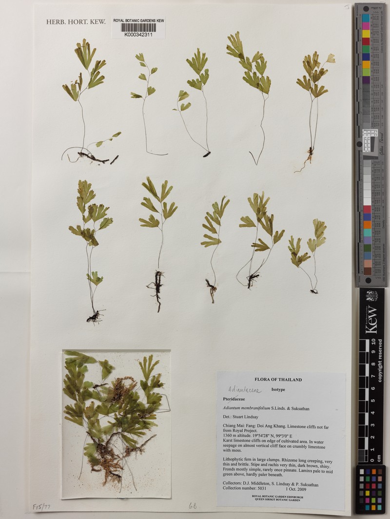 Adiantum membranifolium photo 2