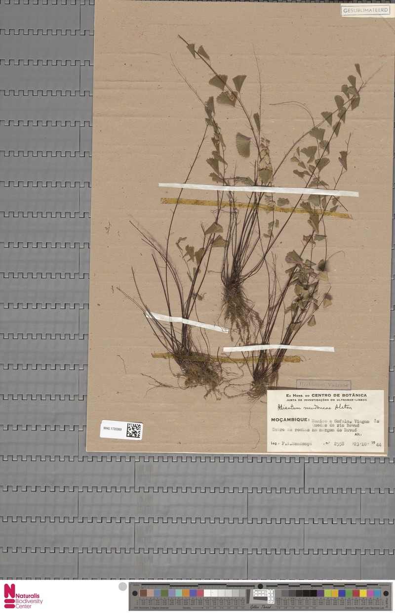 Adiantum mendoncae photo 3