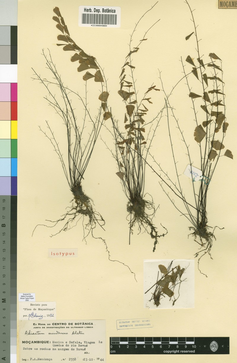 Adiantum mendoncae