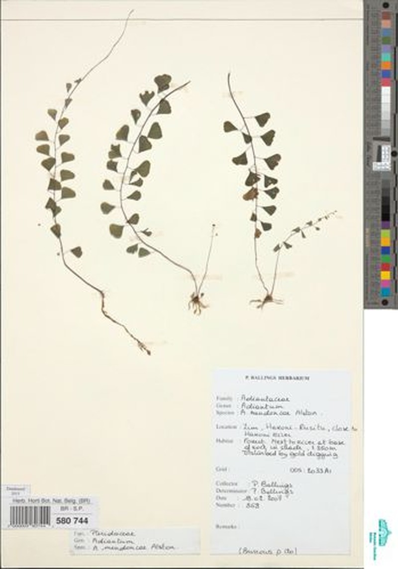 Adiantum mendoncae
