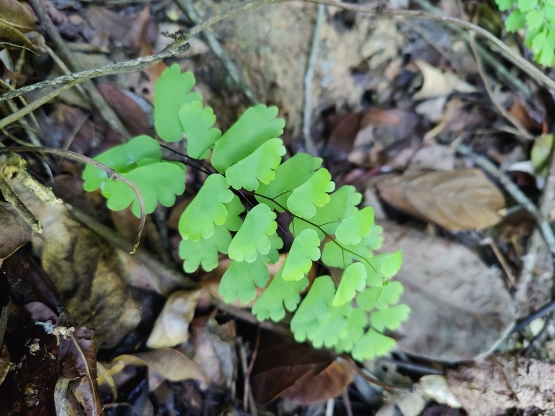 Adiantum menglianense