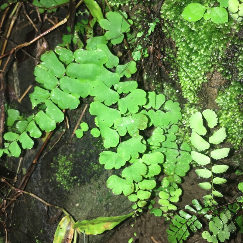 Adiantum menglianense photo 2
