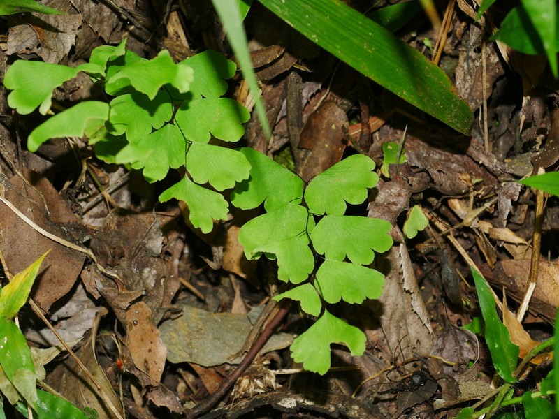Adiantum menglianense photo 3