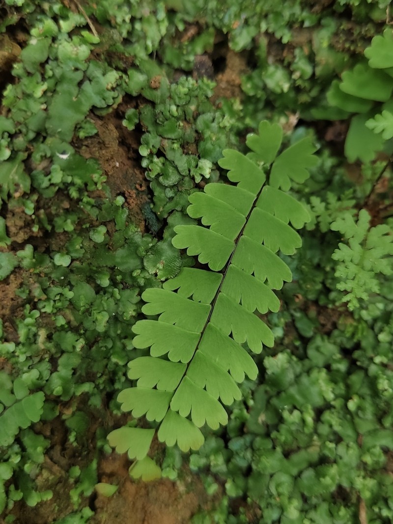 Adiantum menglianense photo 4