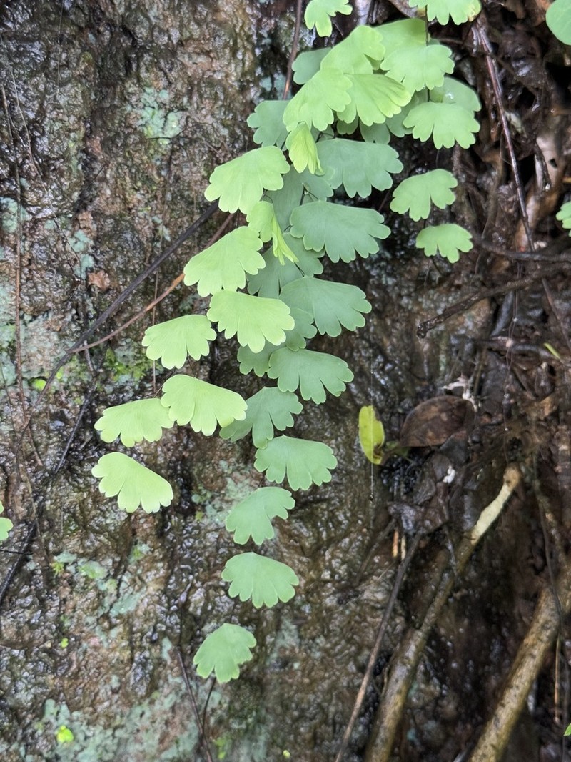 Adiantum menglianense photo 5